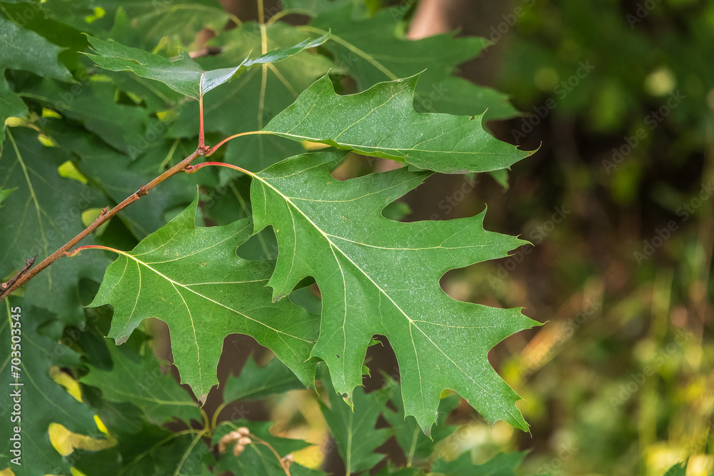 Branches of the northern red oak with green serrated leaves, summer background Branches of the northern red oak with green serrated leaves, summer background