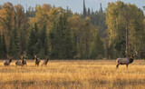 Bull and Cow Elk During the Rut in Wyoming in Autumn