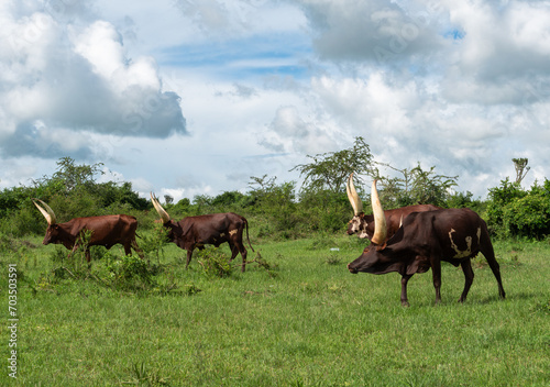 Uganda Ankole Rinder beim Weiden zwischen Akazien und Büschen © Elke
