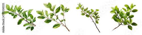  Twig with spring green leaves Hyperrealistic Highly Detailed Isolated On Transparent Background Png File