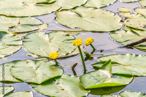 Yellow water lily flower, Nuphar lutea, blooming yellow among the green leaves on the water of the lake photo