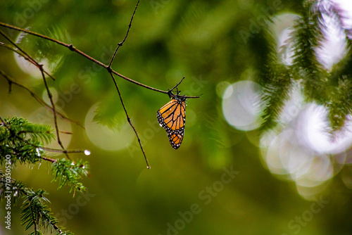 Monarch butterfly on Oyamel's branch photo