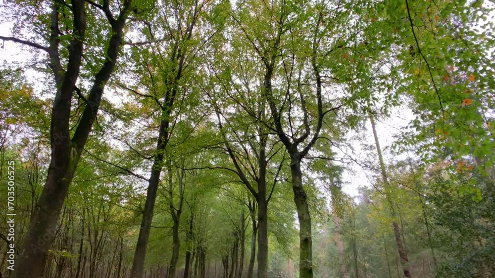 Path in autumn forest tracking shot nature background Path in autumn forest tracking shot nature background