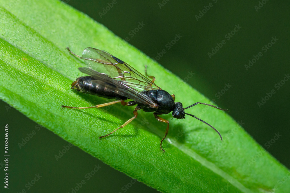 Fototapeta premium Selective focus on a winged ant on a leaf