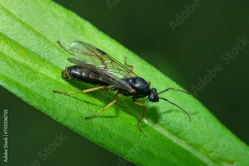 Selective focus on a winged ant on a leaf