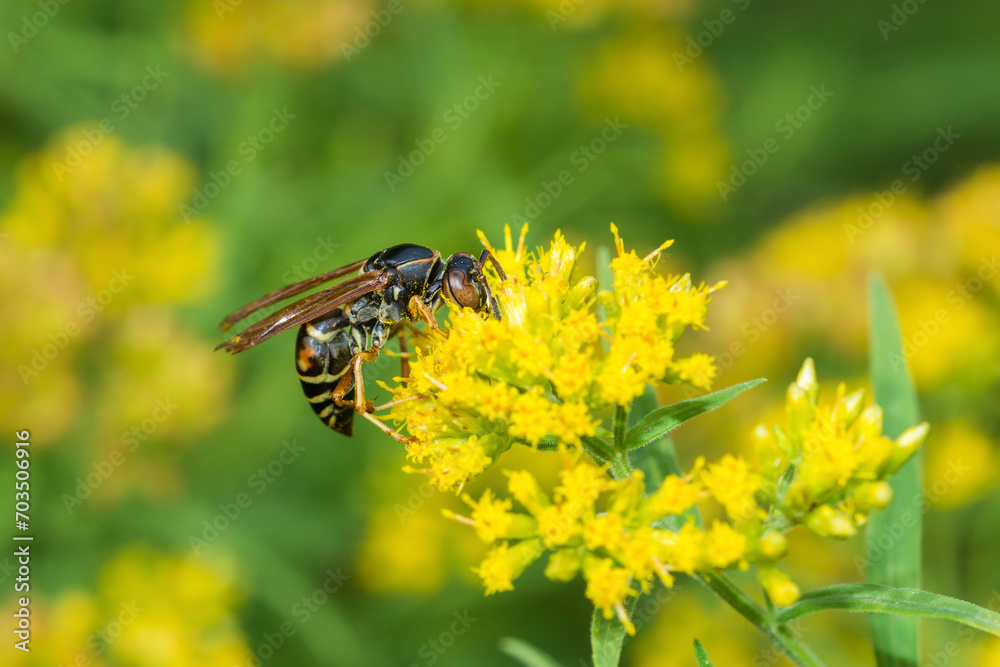Selective focus on a dark northern Paper Wasp, Polistes Fuscatus, on a flower Selective focus on a dark northern Paper Wasp, Polistes Fuscatus, on a flower