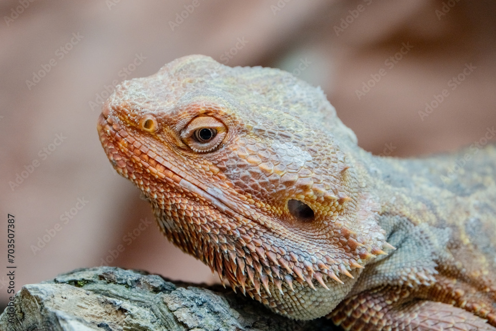 Obraz premium Portrait seitlich Gecko Agame