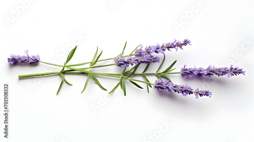 A sprig of lavender flower isolated on a white background