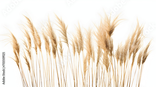 reed plant isolated on white background