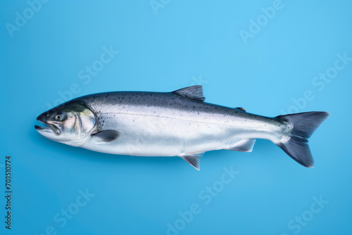 Salmon Fish: Clean Blue Isolation