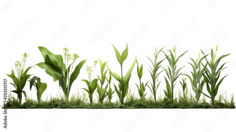 Obraz premium spring plant isolated on white transparent background