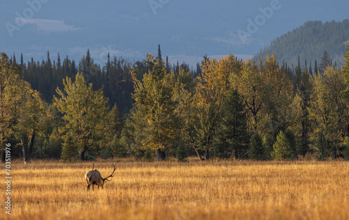 Bull Elk during the Rut in Wyoming in Autumn