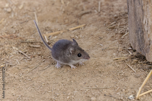 The deer mouse (Peromyscus maniculatus) north American native rodent, often called the North American deermouse
