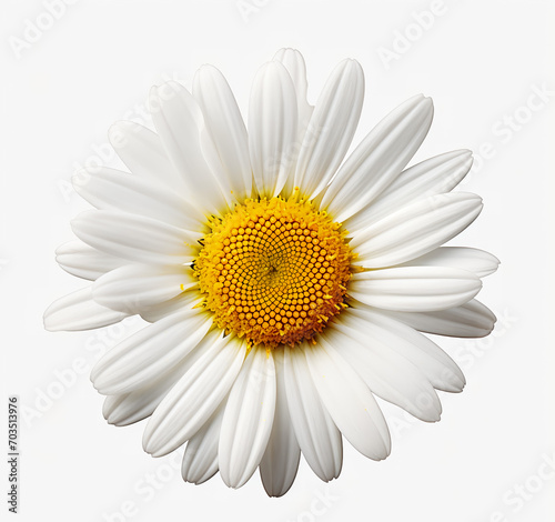 daisy isolated on white background © Daisy