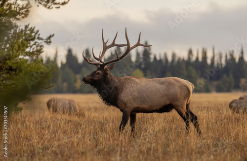 Bull Elk during the Rut in Wyoming in Autumn photo