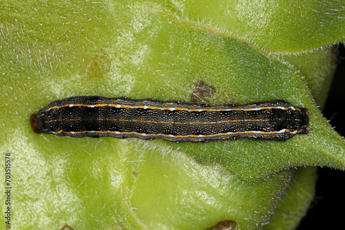 Spodoptera cosmioides - this caterpillar has been causing serious damage to several agricultural crops. photo