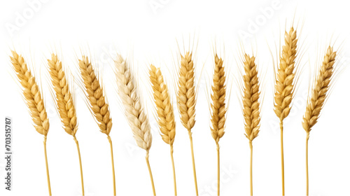 wheat plant isolated on transparent, white background photo