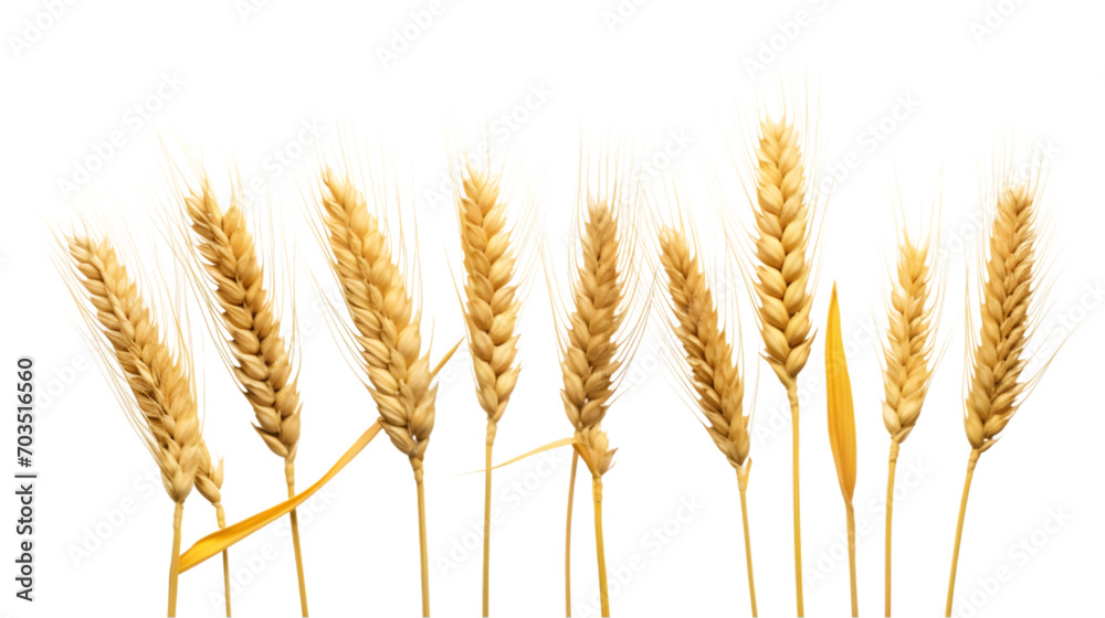 wheat plant isolated on transparent, white background wheat plant isolated on transparent, white background