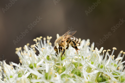 pszczoła na kwiatku dekoracyjnego czosnku, bee on a flower of decorative garlic  © meegi