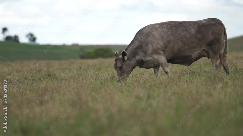 Australia cows in a field grazing on pasture in a dry summer drought. sustainable beef cattle in a agricultural farm. cow farming Australia cows in a field grazing on pasture in a dry summer drought. sustainable beef cattle in a agricultural farm. cow farming