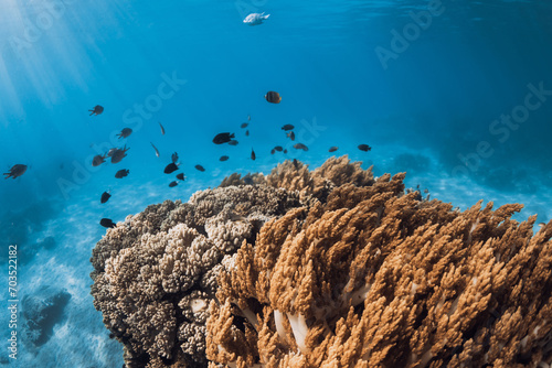 Tropical underwater world with corals and school of fishes in sea photo
