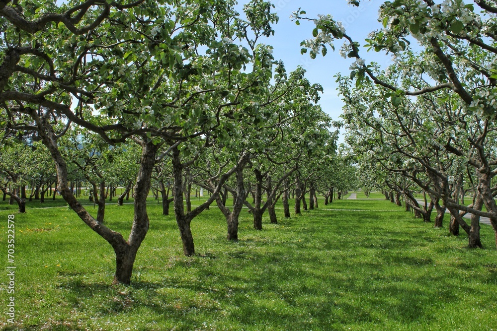 Close up of apple trees. Plantations in bloom in spring time. Apple flowers in spring. Apple tree branch in garden. Springtime concept. Spring flowering of fruit trees. Delicate white flowers