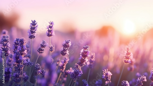 Wide field of lavender in summer sunset, panorama blur background. Autumn or summer lavender background. Shallow depth of field.