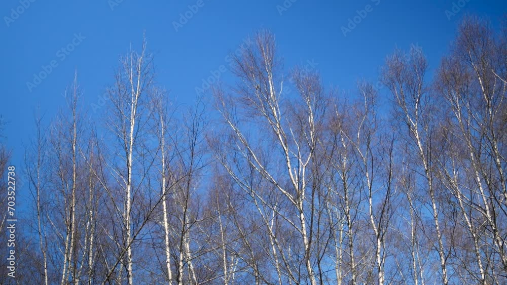 Baumwipfel im Wind Baumwipfel im Wind