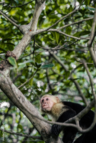 Sticker an incredible white-faced monkey near to the coast