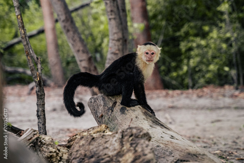 an incredible white-faced monkey near to the coast 