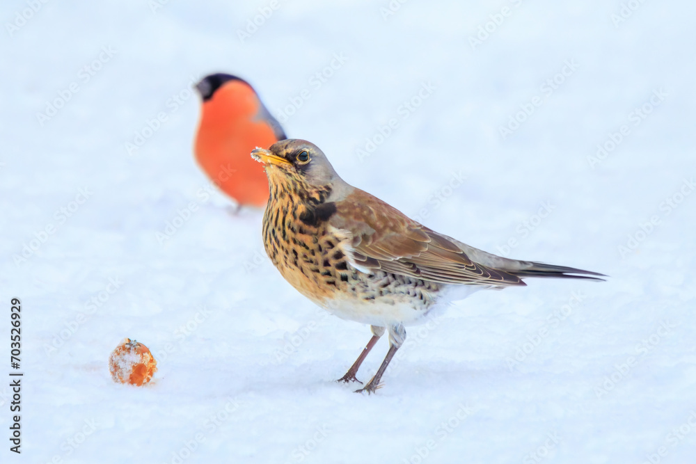 Fieldfare (Turdus pilaris) searching for food in the snow Fieldfare (Turdus pilaris) searching for food in the snow