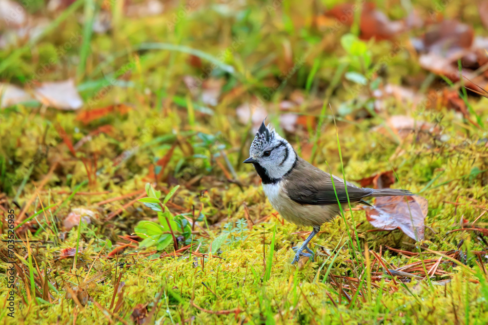 Crested tit (Lophophanes cristatus) standing on green moss Crested tit (Lophophanes cristatus) standing on green moss