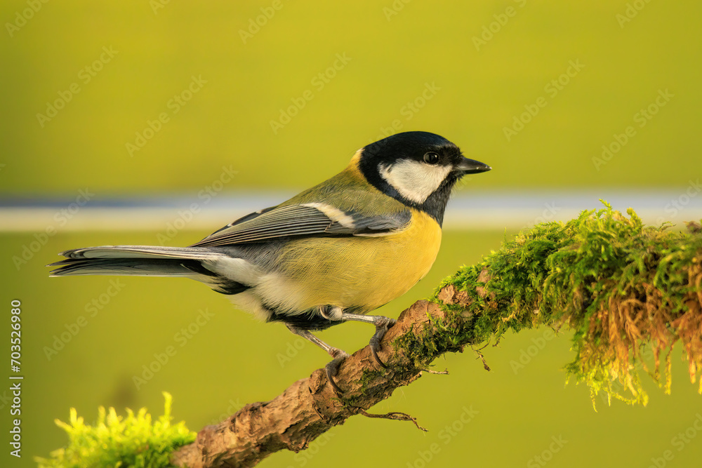 Great tit, Parus major, single bird on branch, green background Great tit, Parus major, single bird on branch, green background