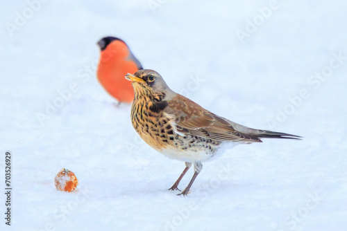 Fieldfare (Turdus pilaris) searching for food in the snow