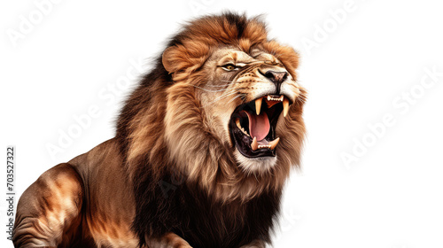 Portrait of a roaring lion with an aggressive look, isolated a transparent background