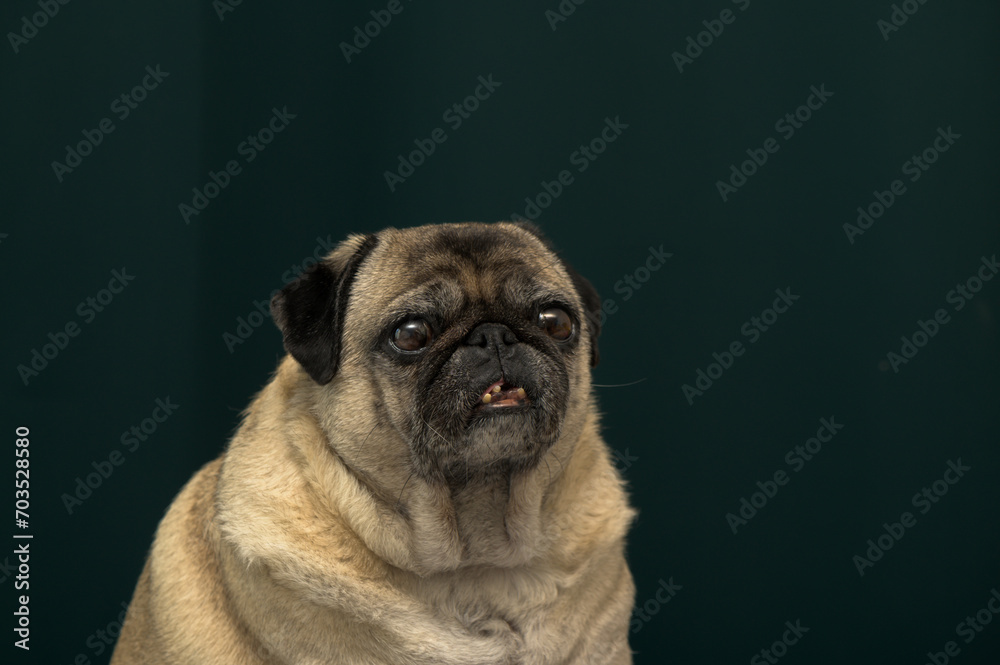 old pug portrait tna dark green background 2
