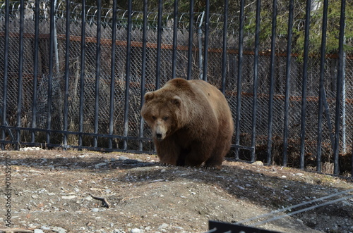 Brown Bear Walking Around at Alaska Zoo