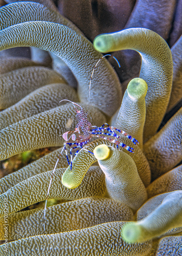 spotted cleaner shrimp ,Periclimenes yucatanicus, photo