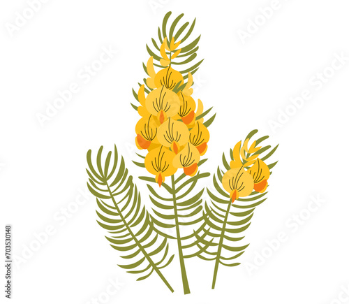 Honeybush (Cyclopia intermedia), or Heuningbos, Gorse or Whinm  tea plant. Hand drawn botanical vector illustration photo