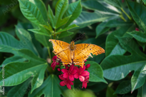 Poor Malay cruiser or Vindula dejone butterfly spread its broken wings on dark pink flower with green natural background photo