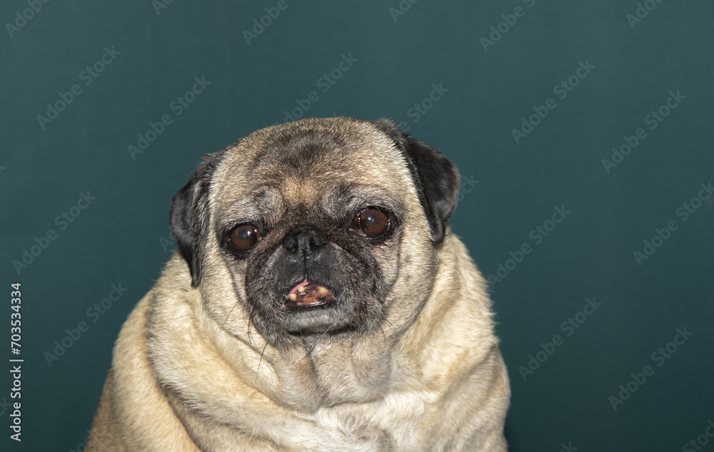 old pug portrait tna dark green background 4
