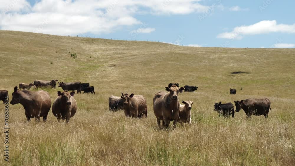 regenerative cows in a field in summer in australia
regenerative cows in a field in summer in australia