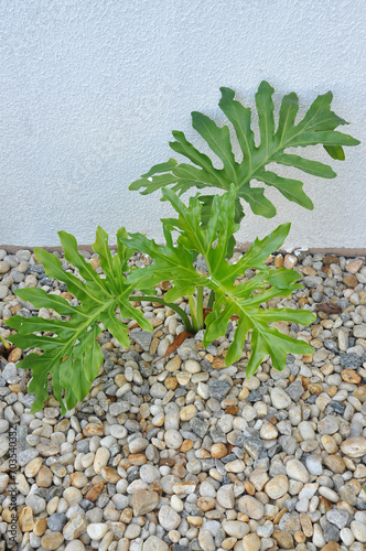 guaimbé planta verde ornamental de jardim  photo