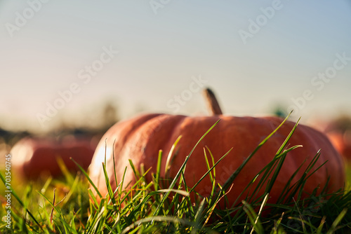 Large orange pumpkin hiding in green grass in pumpkin patch outdoors. Close up of ripe round pumpkin illuminated with sun raies, in front of blurred clear sky background. Concept of harvest, food. photo