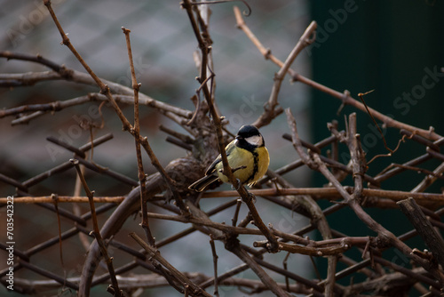 A small cute bright tit sits on a branch in the park. Birds in the city.