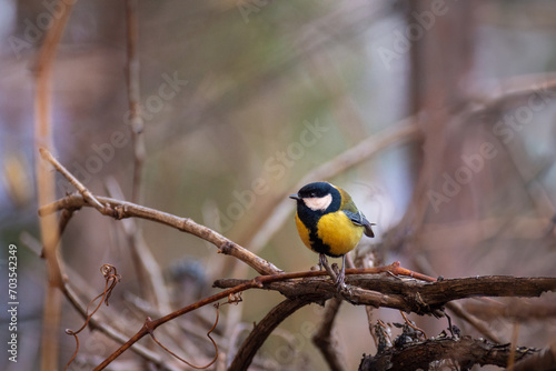 A small cute bright tit sits on a branch in the park. Birds in the city.