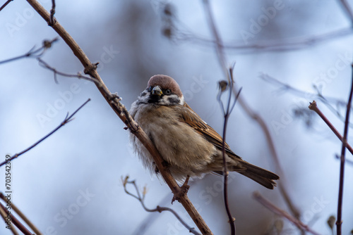 Little cute sparrows are sitting on a bush in the garden. Birds in the city.