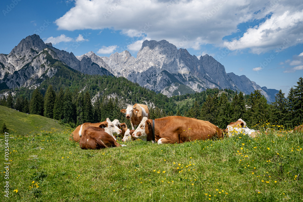 Fleckvieh - Kühe liegen entspannt auf einer grünen Alm mit einem majestätischen Gebirge im Hintergrund