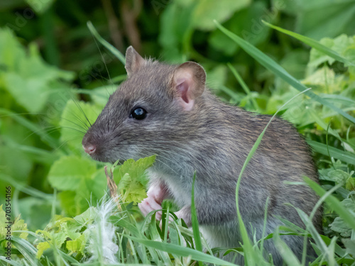 Close-up of the Common rat (Rattus norvegicus) with dark grey and brown fur standing on back paws in the green grass