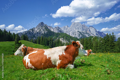 Zwei Kühe liegen auf einer grünen Alm vor einem majestätischen Gebirge in den Alpen. photo